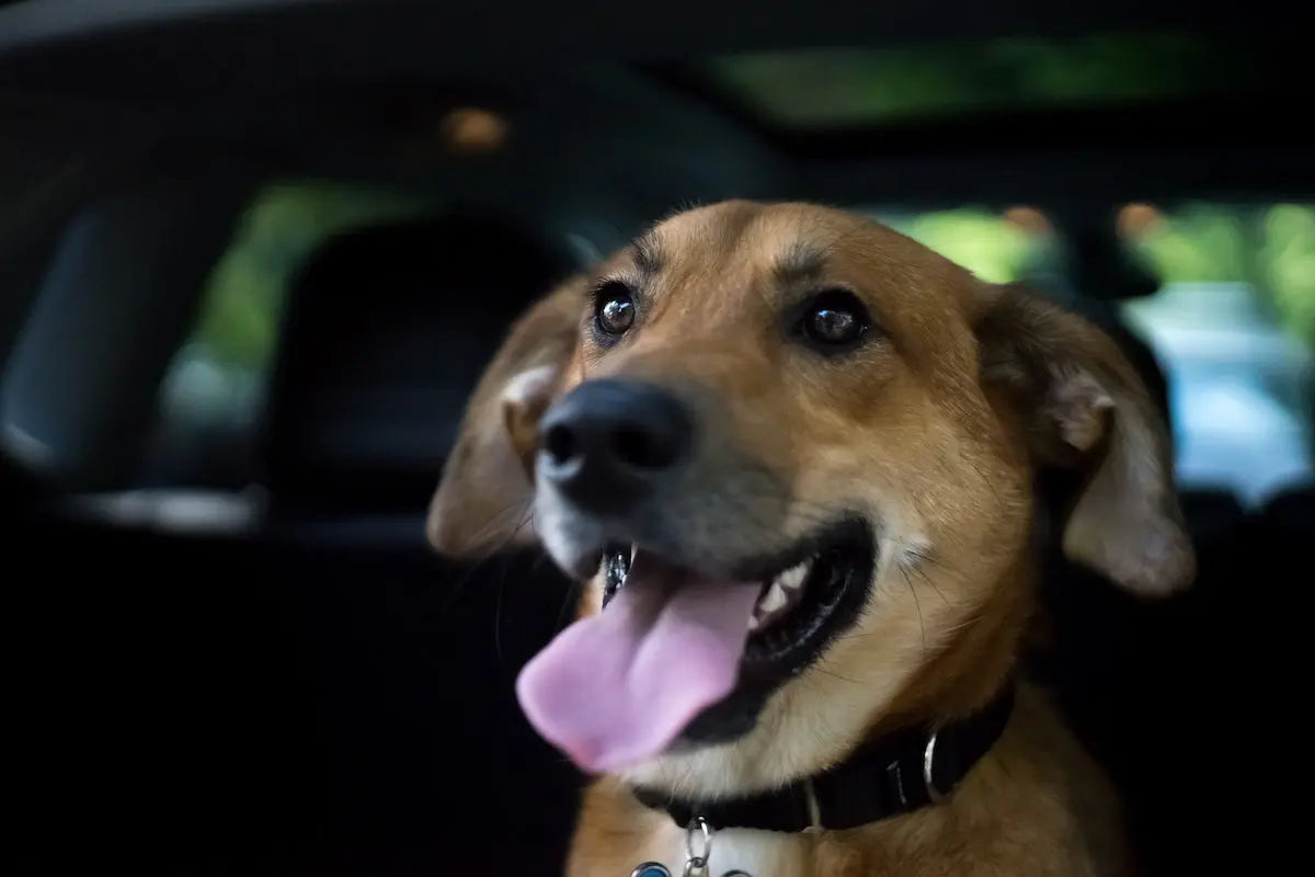 How-to-Maximize-Space-in-Your-Acura-RDX-Cargo-Area-for-Road-Trips Ruff Rugs