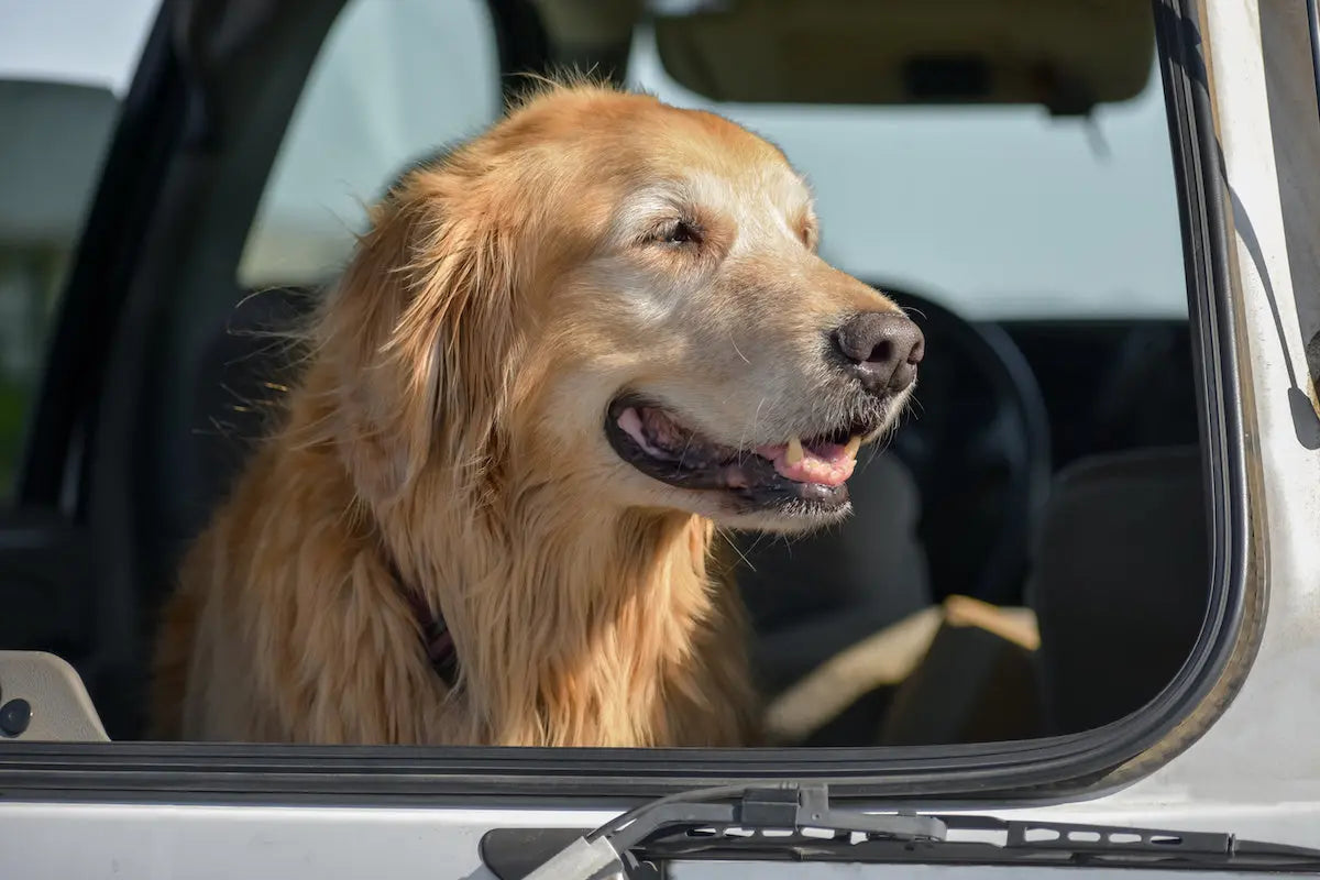 10-Must-Have-Accessories-for-Your-Acura-RDX-Cargo-Area Ruff Rugs