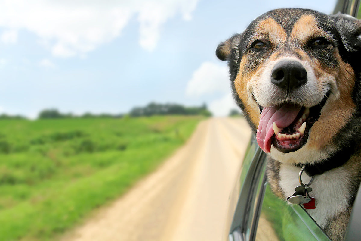 Dog in a Subaru Outback