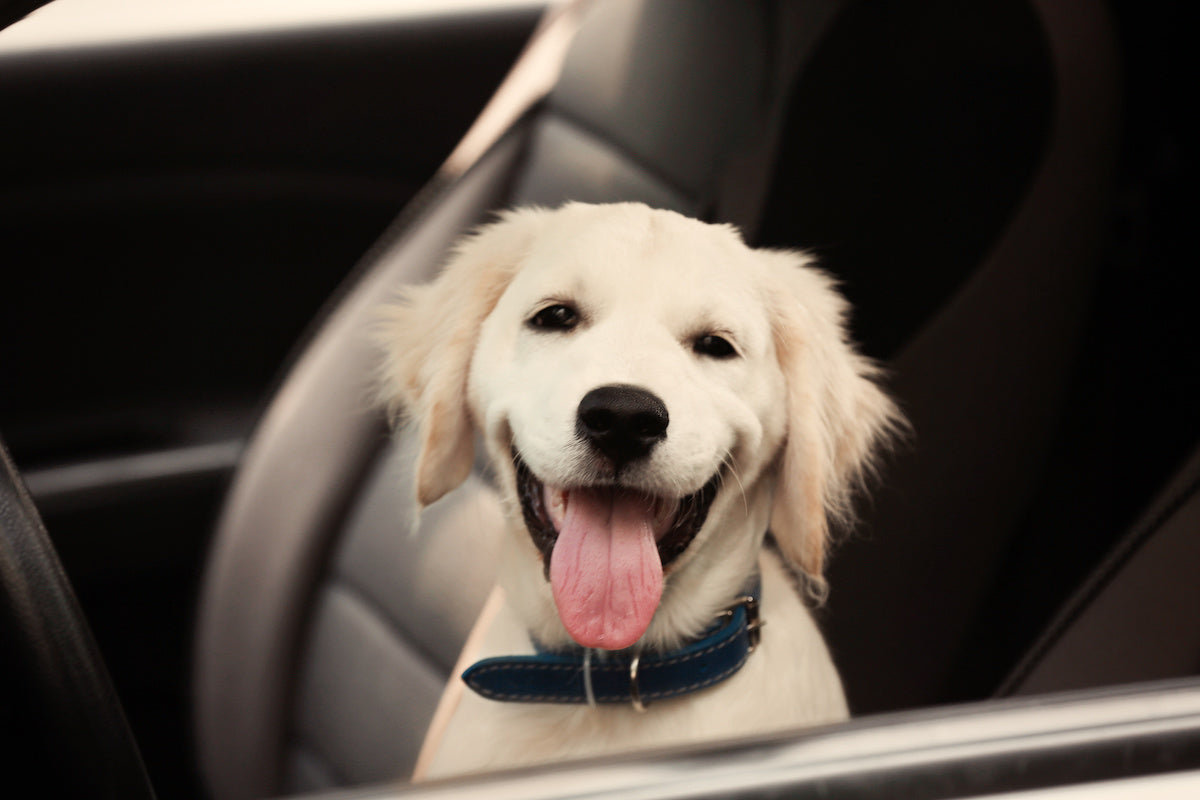 Dog sitting in a front seat in a Ford Bronco 4-Door