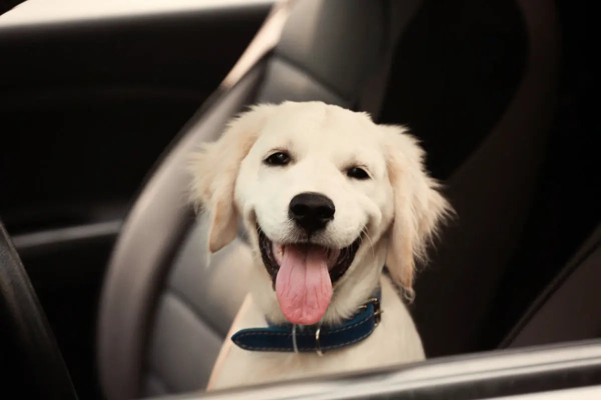 Dog sitting in a front seat in a Jeep Grand Cherokee