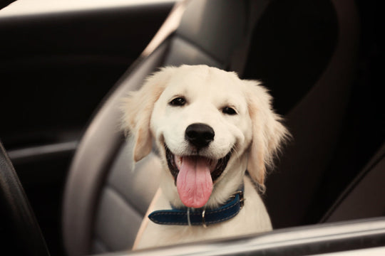 Dog sitting in a front seat in a Subaru Crosstrek