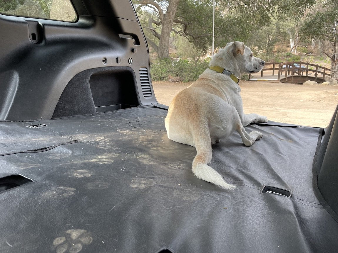 Dog in a cargo space of a Toyota Highlander