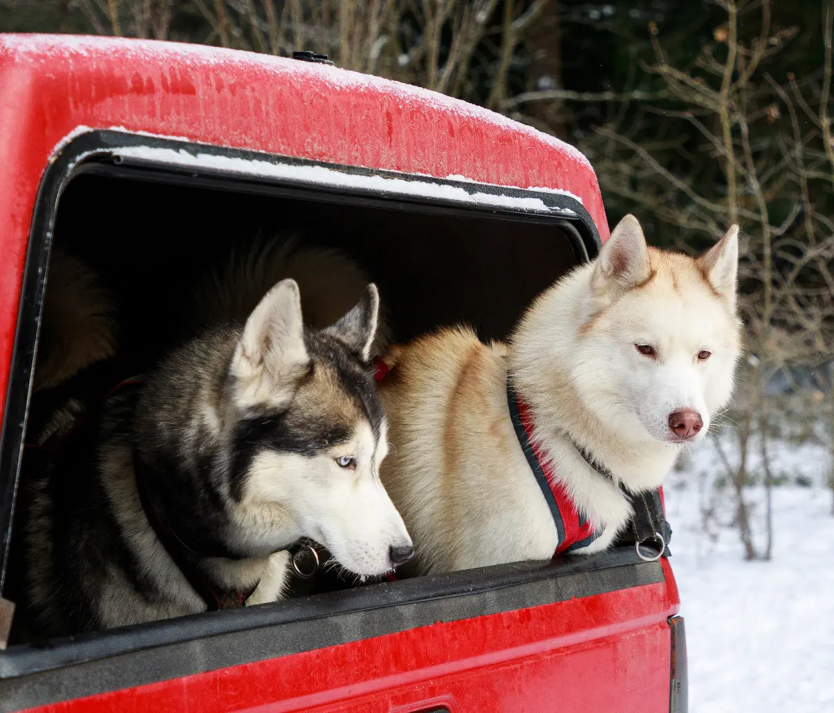 Comparing-the-Cargo-Space-of-the-Acura-RDX-to-Other-Luxury-SUVs Ruff Rugs