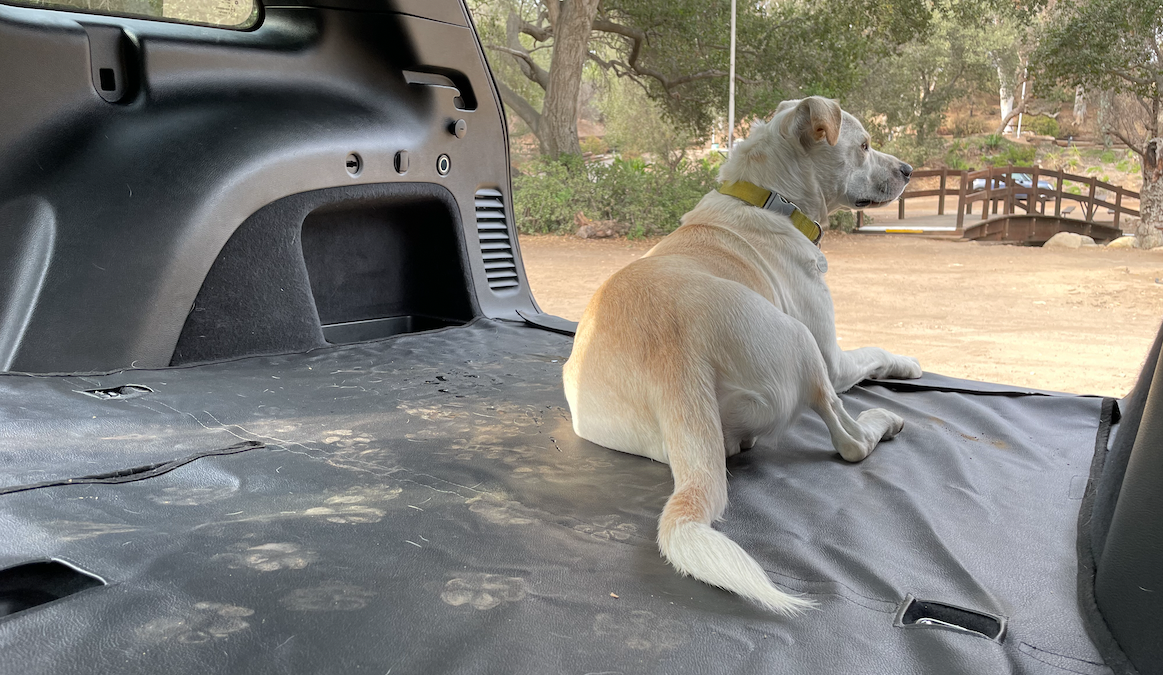 How Do I Dog Proof My Car?