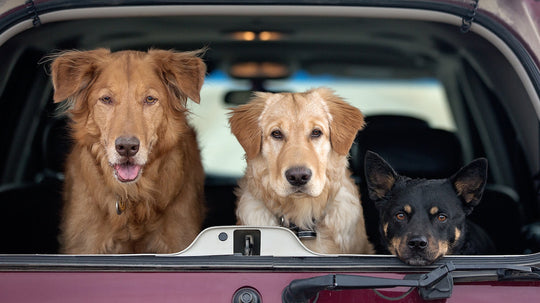 Dogs sitting in the back Jeep Grand Cherokee L