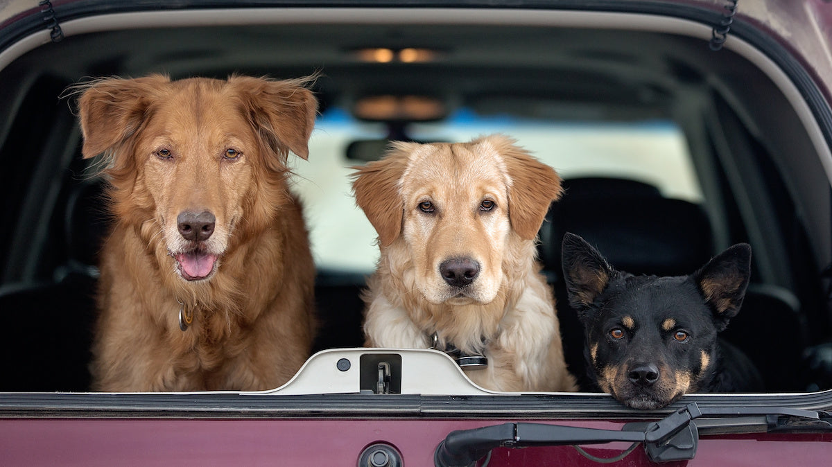 Dogs sitting in the back Honda Passport
