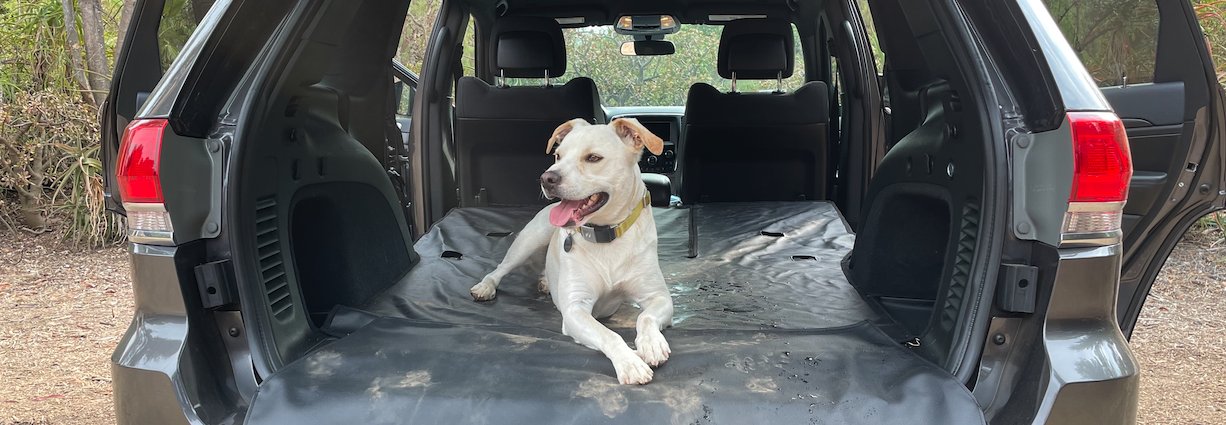 Dog on a cargo liner in an SUV