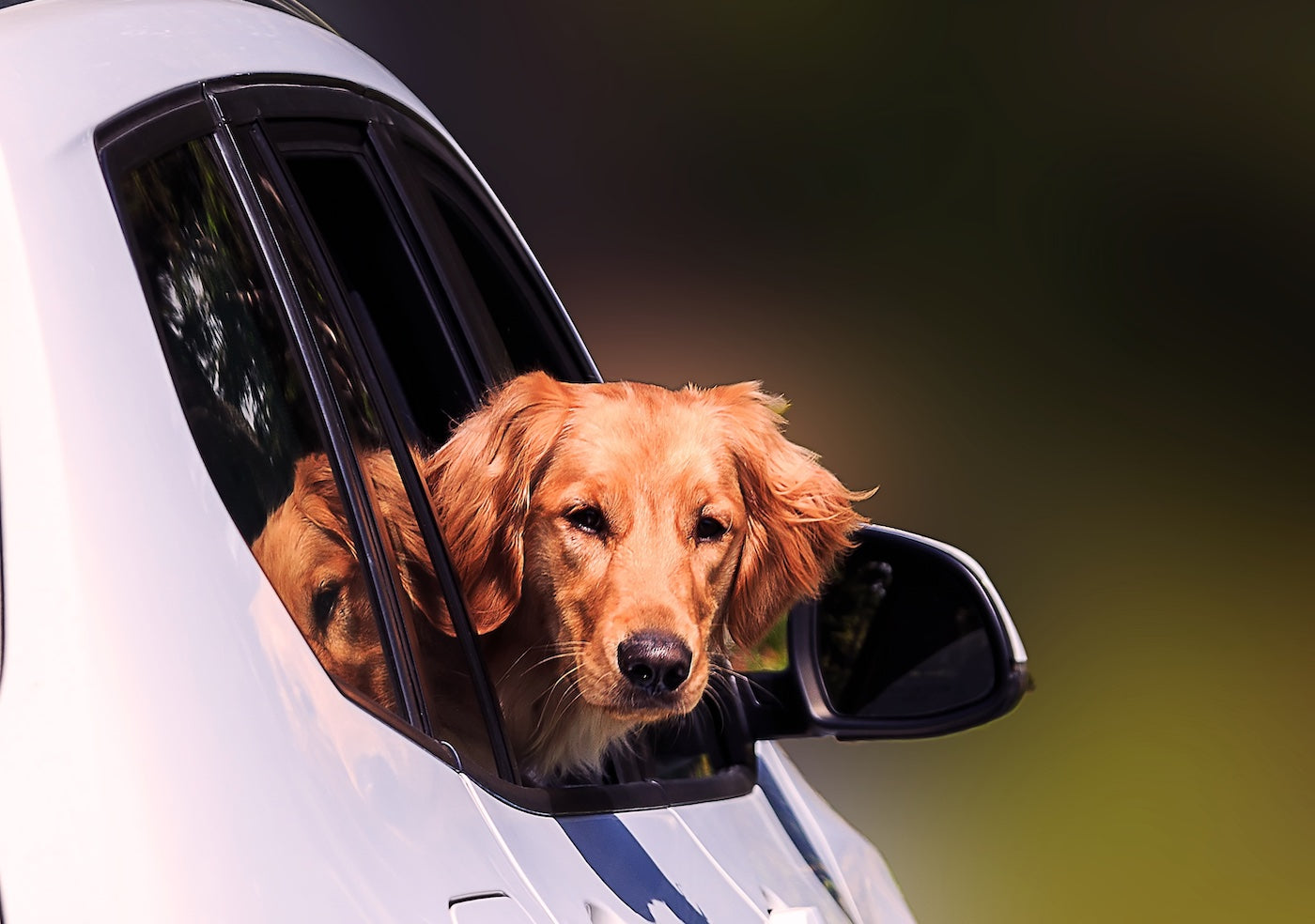 Cargo Liner for Dogs